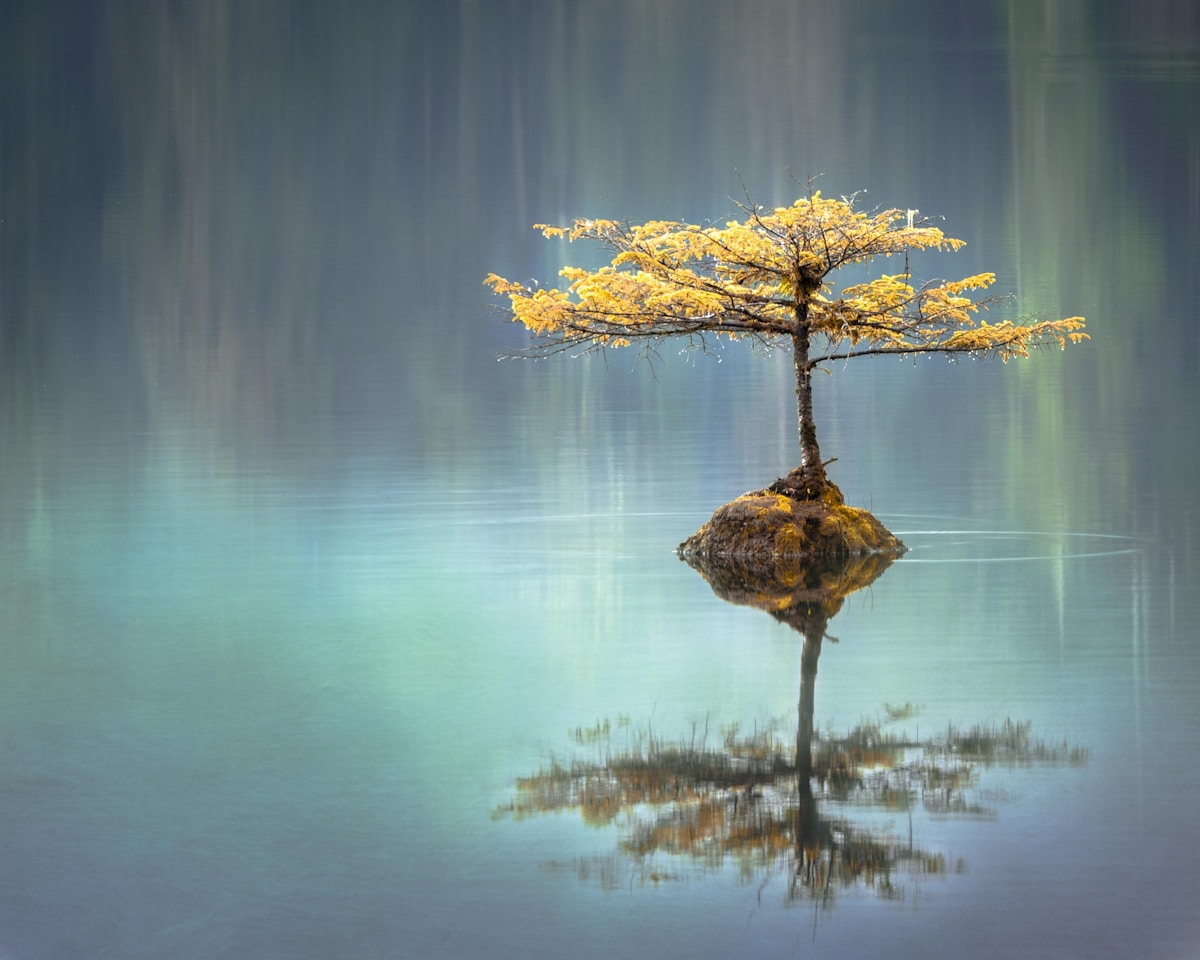 Árbol reflejado en el agua — Hoffman Process